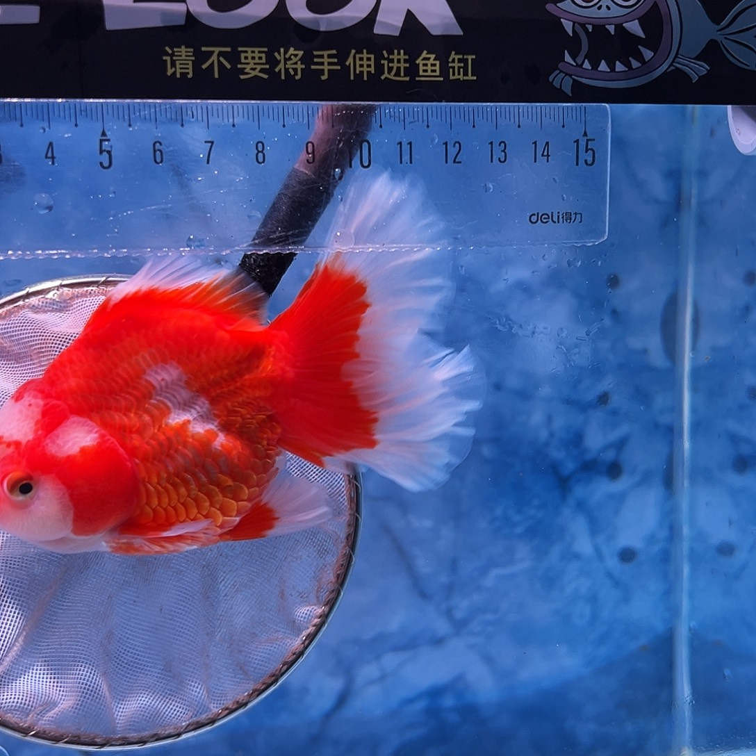 金鱼百褶金鱼泰狮金鱼