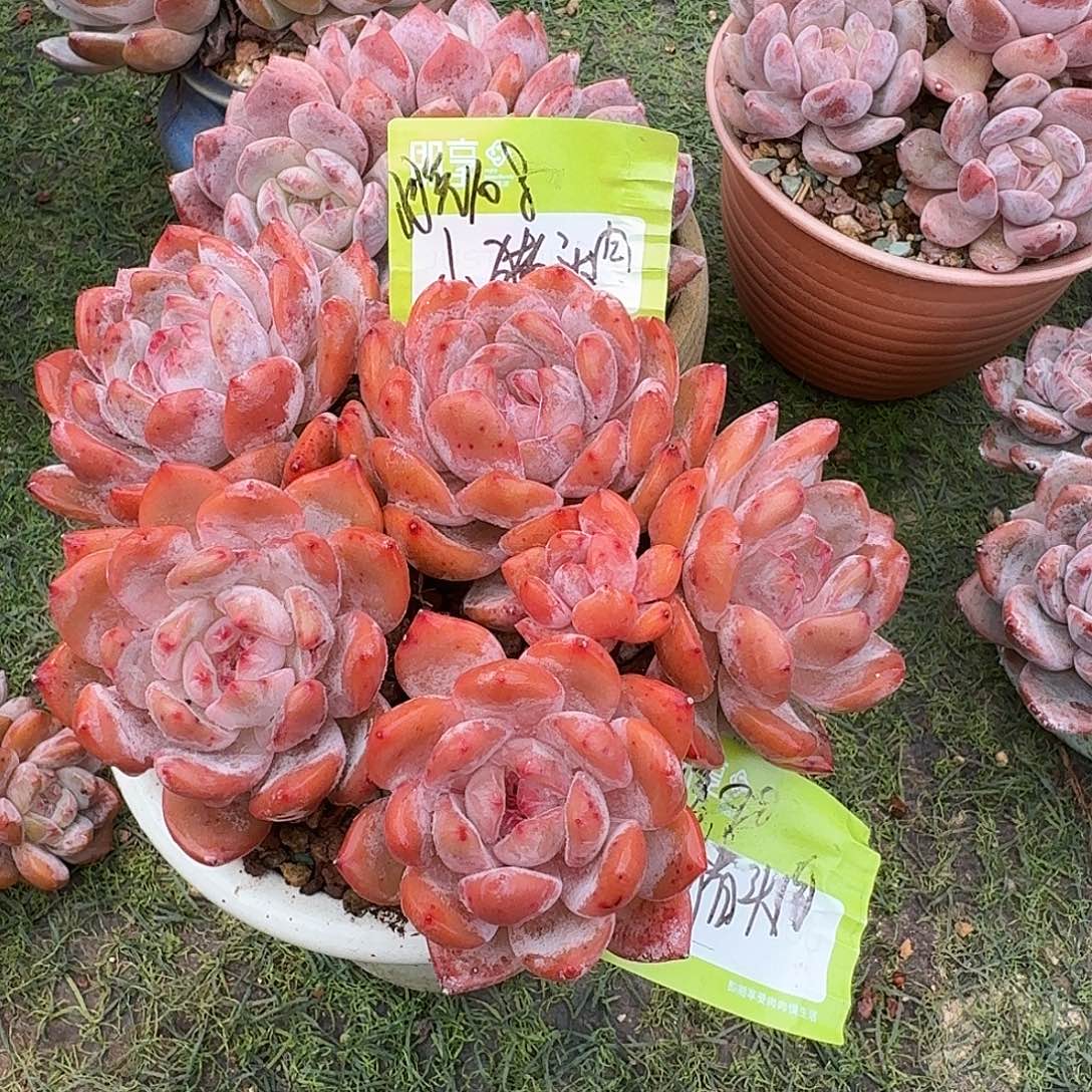 小****火锅盆一个发货？？？？