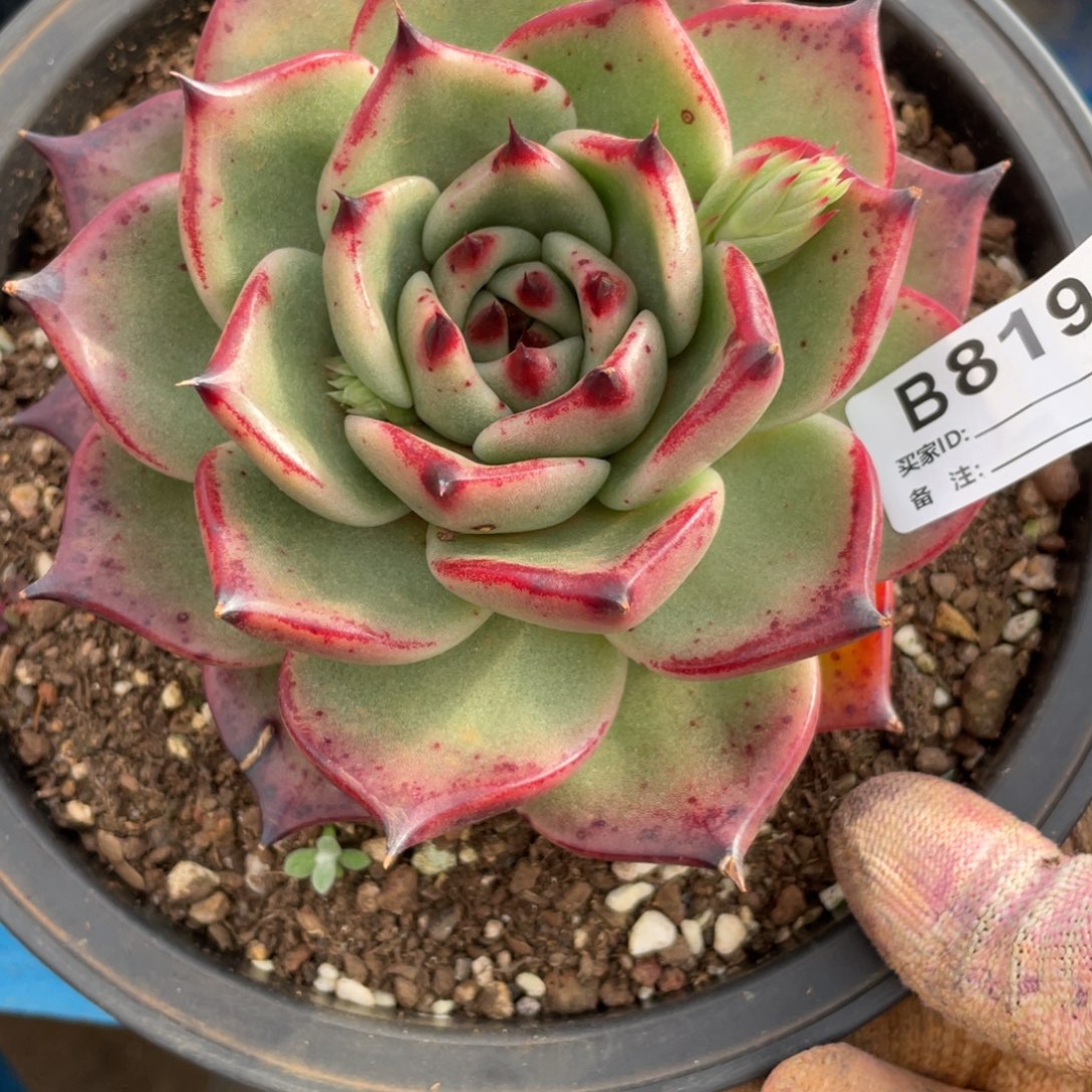 无花朵若如东云组拍B819