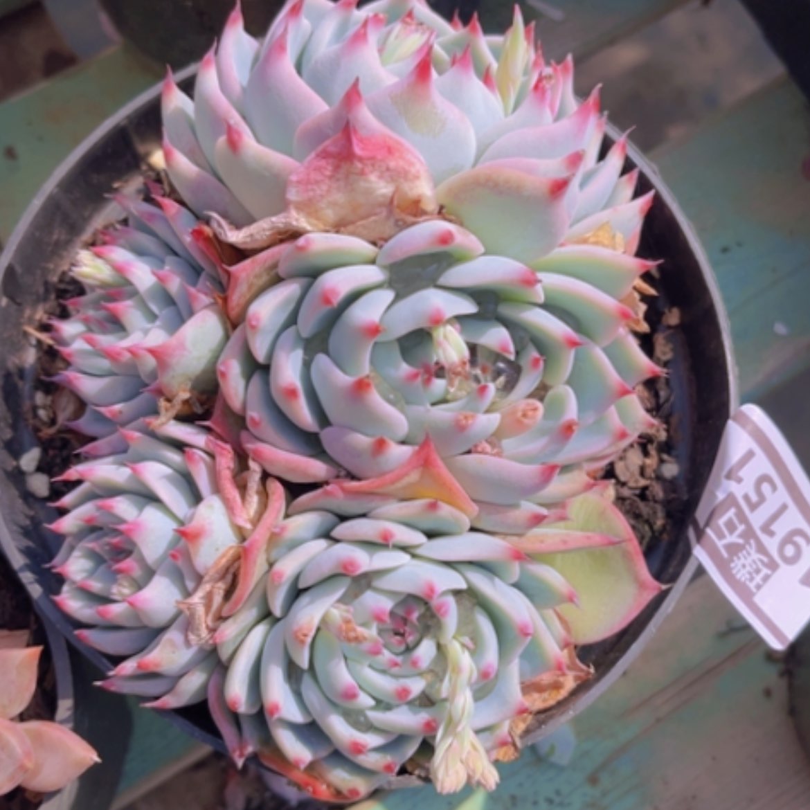 【闪购商品】吉娃娃19151