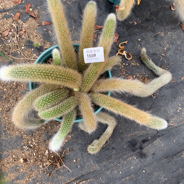 1559九尾狐多肉特价不售后