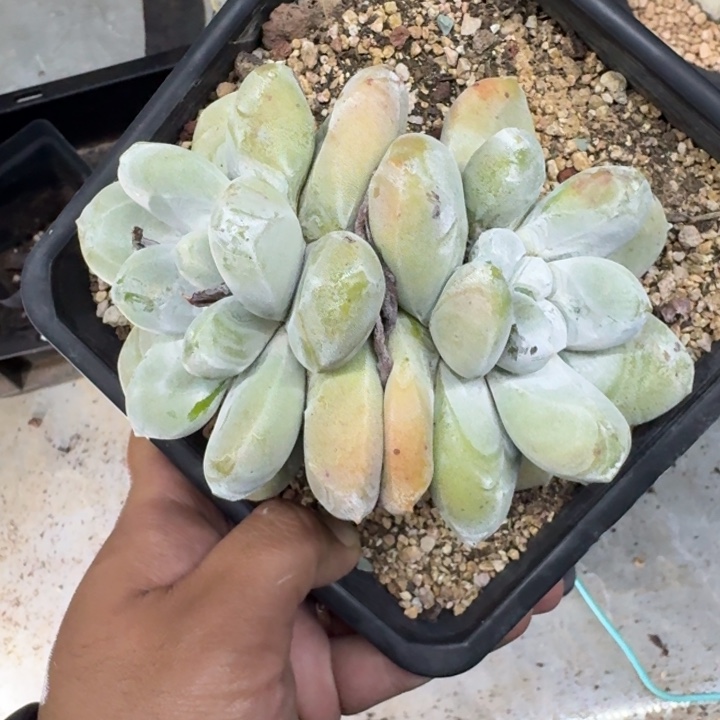 拇指仙女 双头 一物一拍