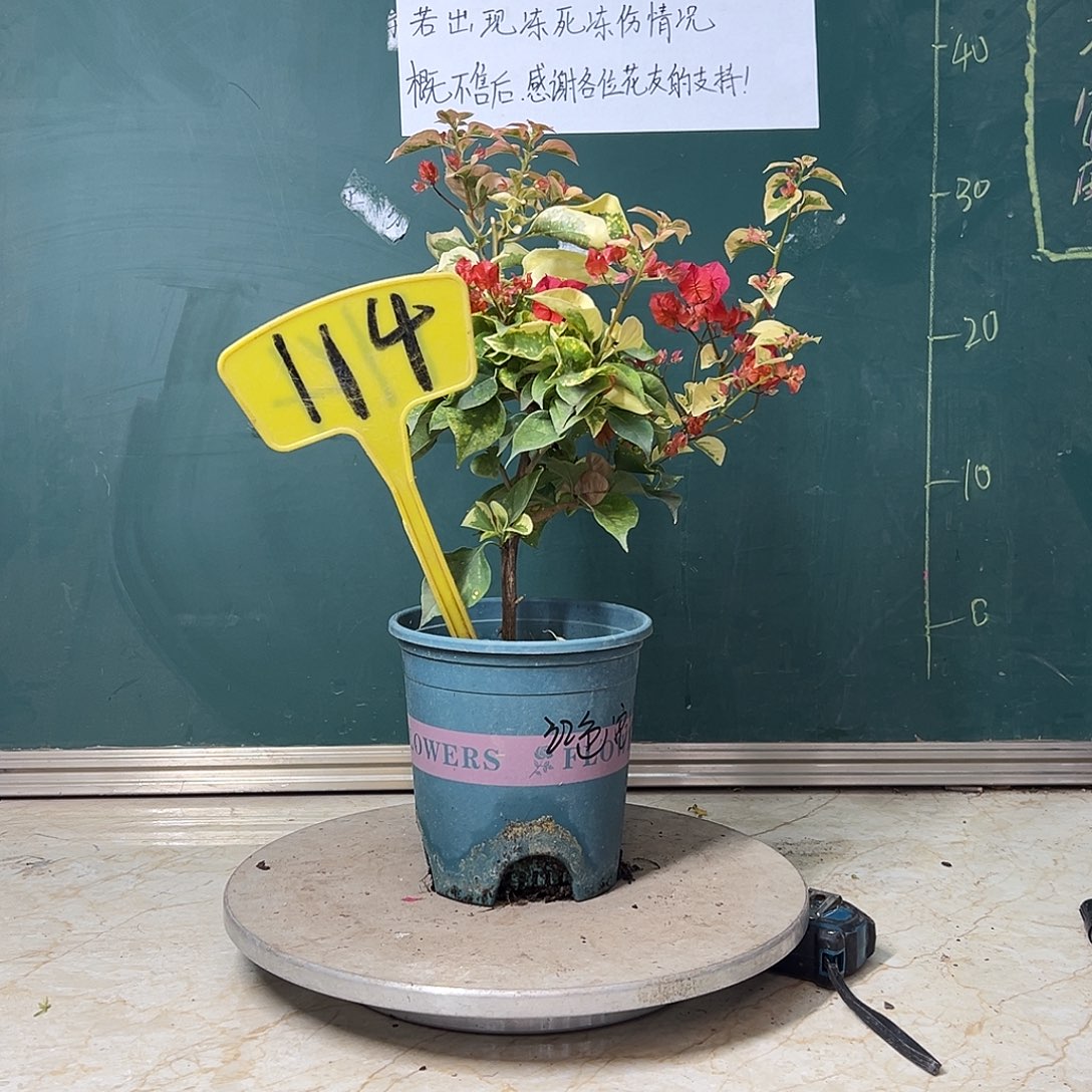 全部花苞  福利 红色浪漫  114