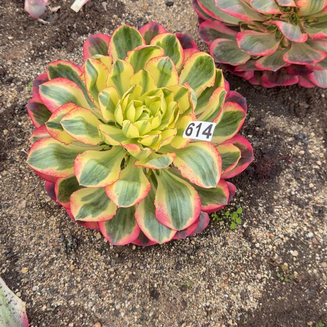 ****州614多肉植物如意多肉