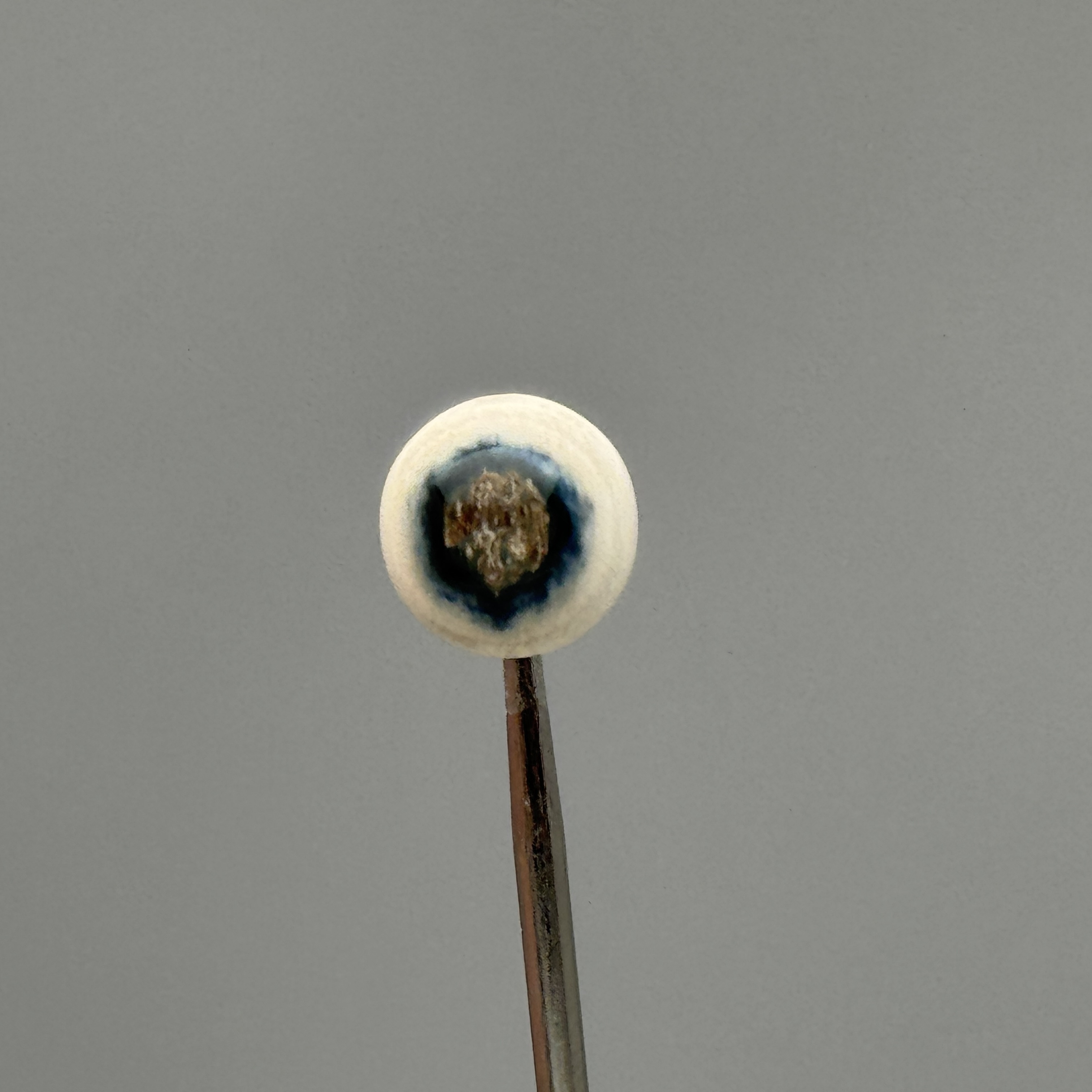DEZHI/德志约10mm蓝眼睛单珠一颗天然猛犸牙A252