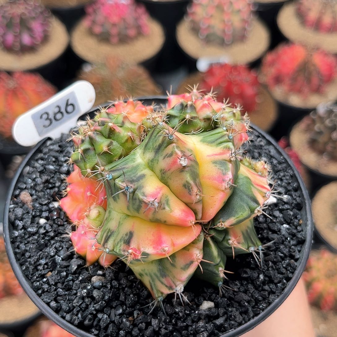 福利价 子吹群生 米哈仙人球