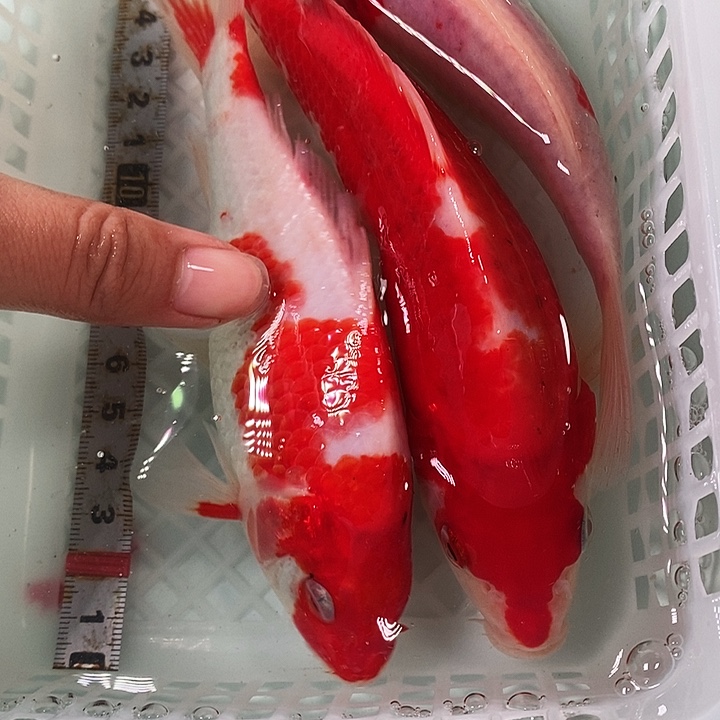 锦鲤冷水锦鲤包邮