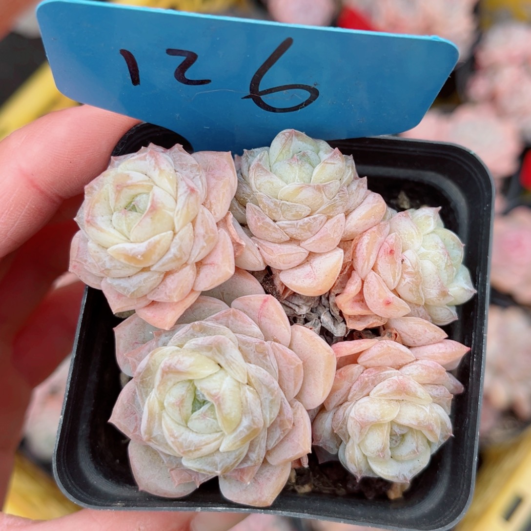 126号小老桩玉凝群