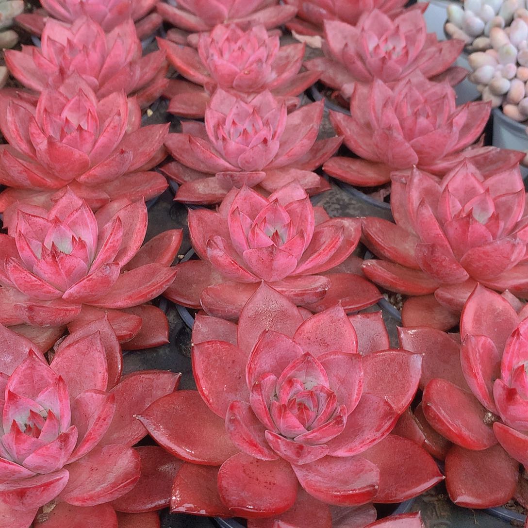 红糖卡3456789900000