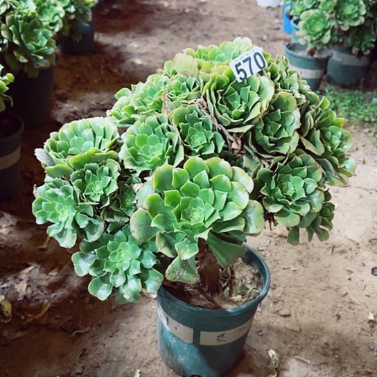 570绿羊绒老桩法师有断枝