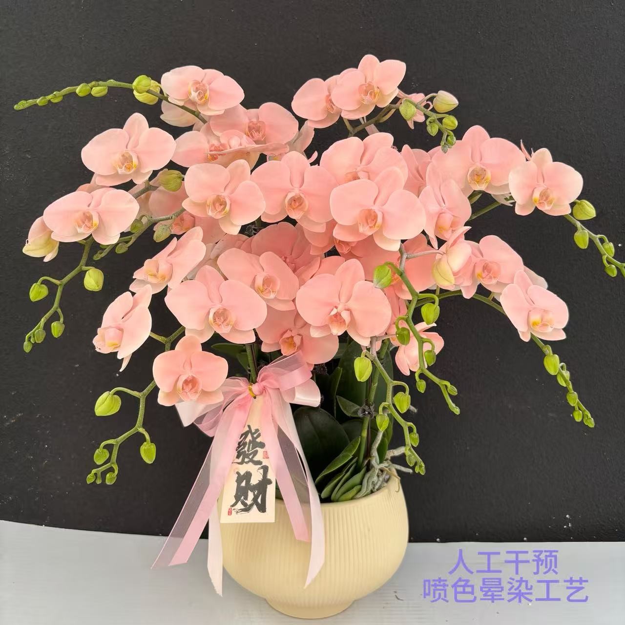 （火烈鸟）爆款蝴蝶兰喷色晕染工艺鲜花卉鲜花高级盆栽观花花卉