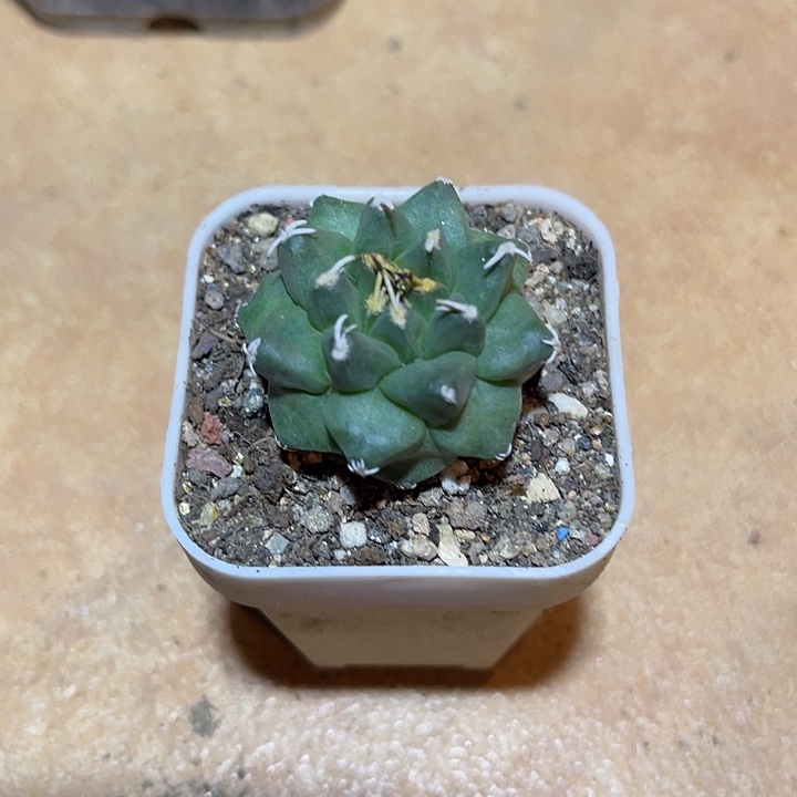 无花朵实生娇丽一物一拍