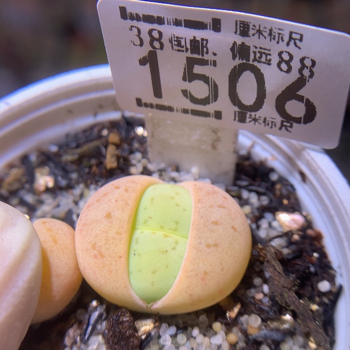 Sss精品生石花1506