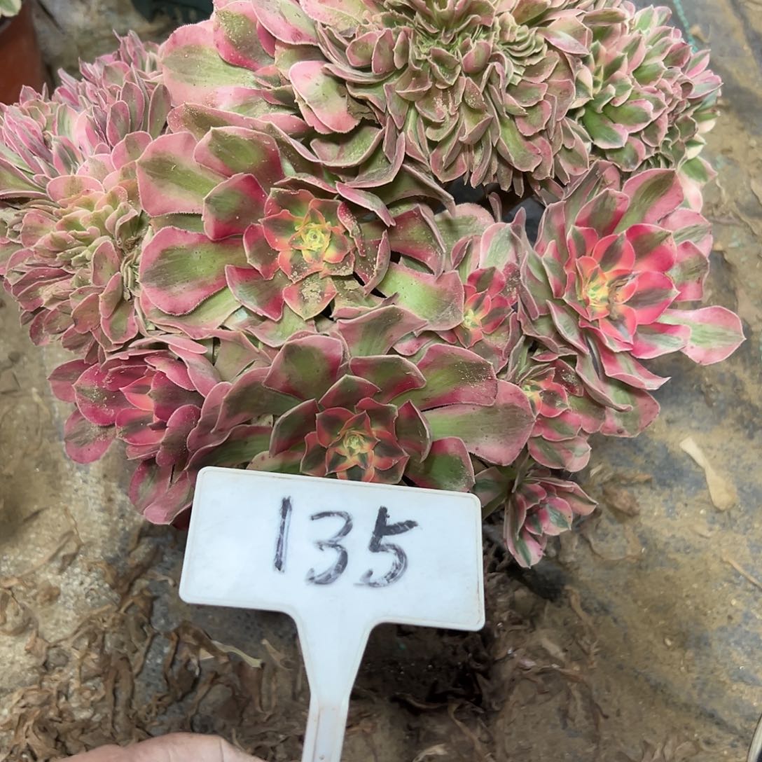 多肉植物粉女巫缀花135