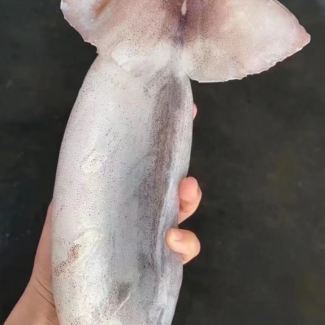 吕四渔港 鱿鱼 一条一套袋  顺丰包邮 