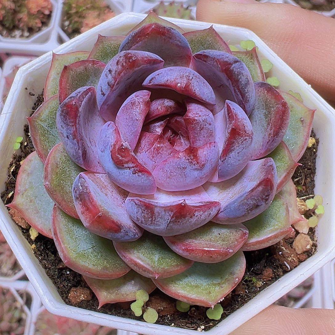 精品蓝莓19包邮多肉植物