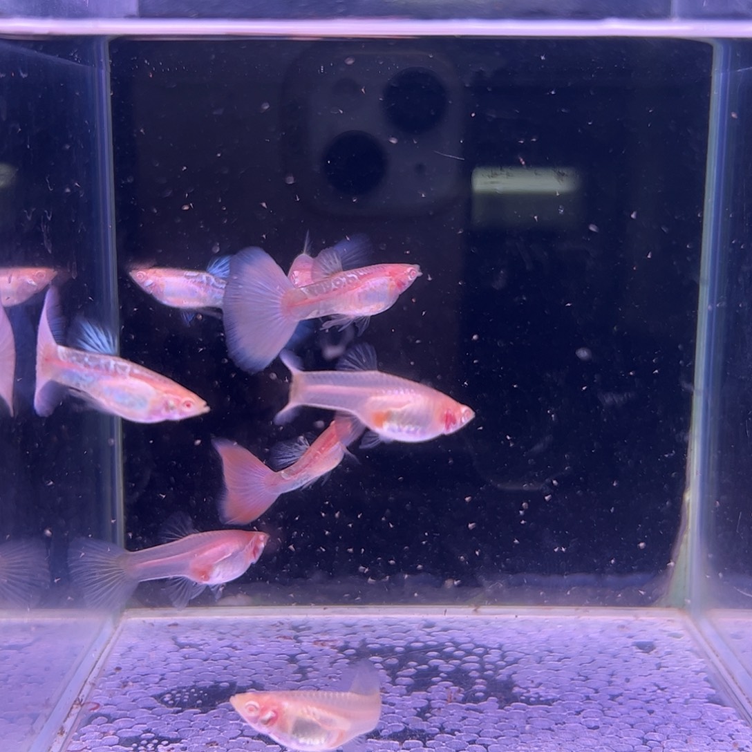 孔雀鱼粉狮孔雀鱼8条