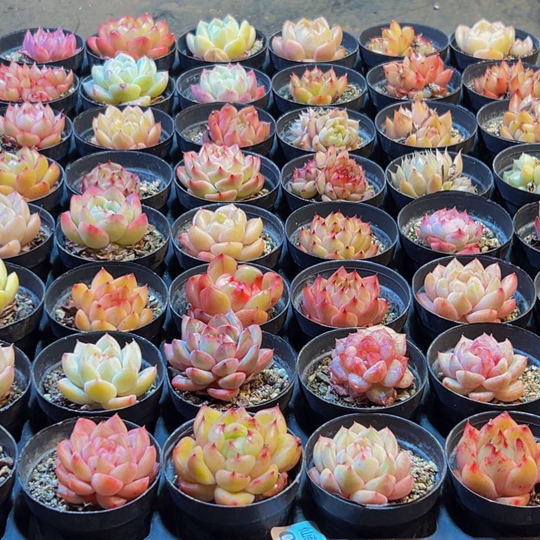 026多肉葡萄的味道是真的很