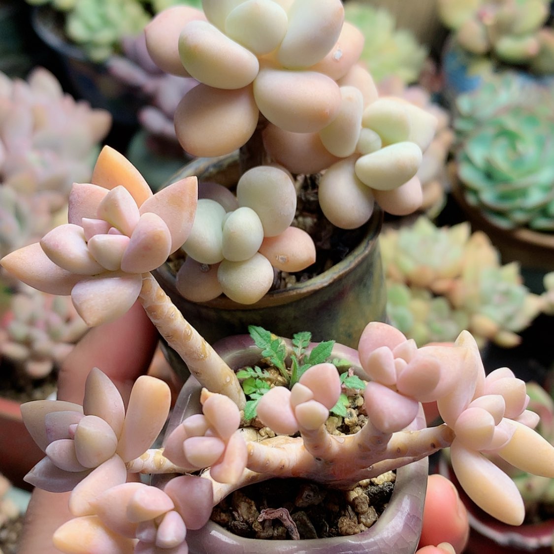 【闪购商品】凉沫淡雪加礼物