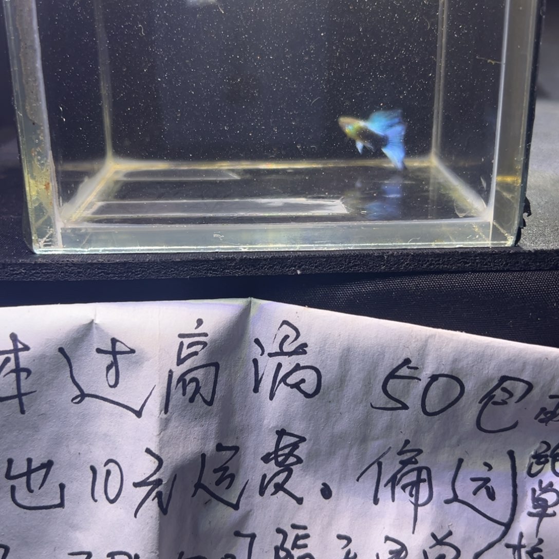 孔雀鱼黄头玻璃猫9