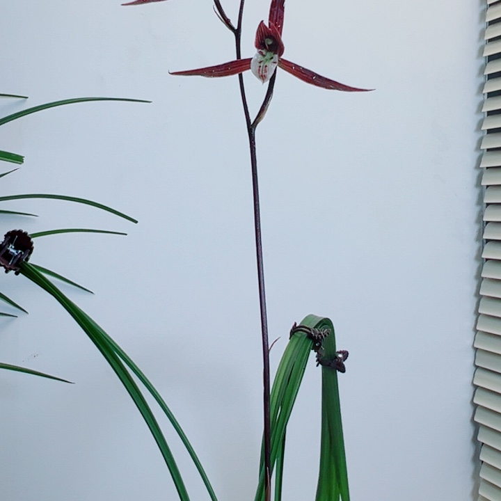 一***秋完全开放一物一拍