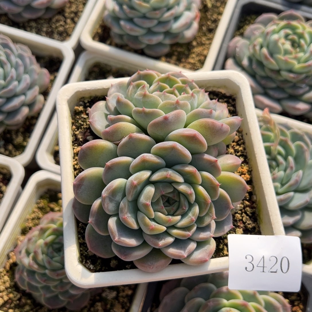 小*3420肉肉肉肉肉肉