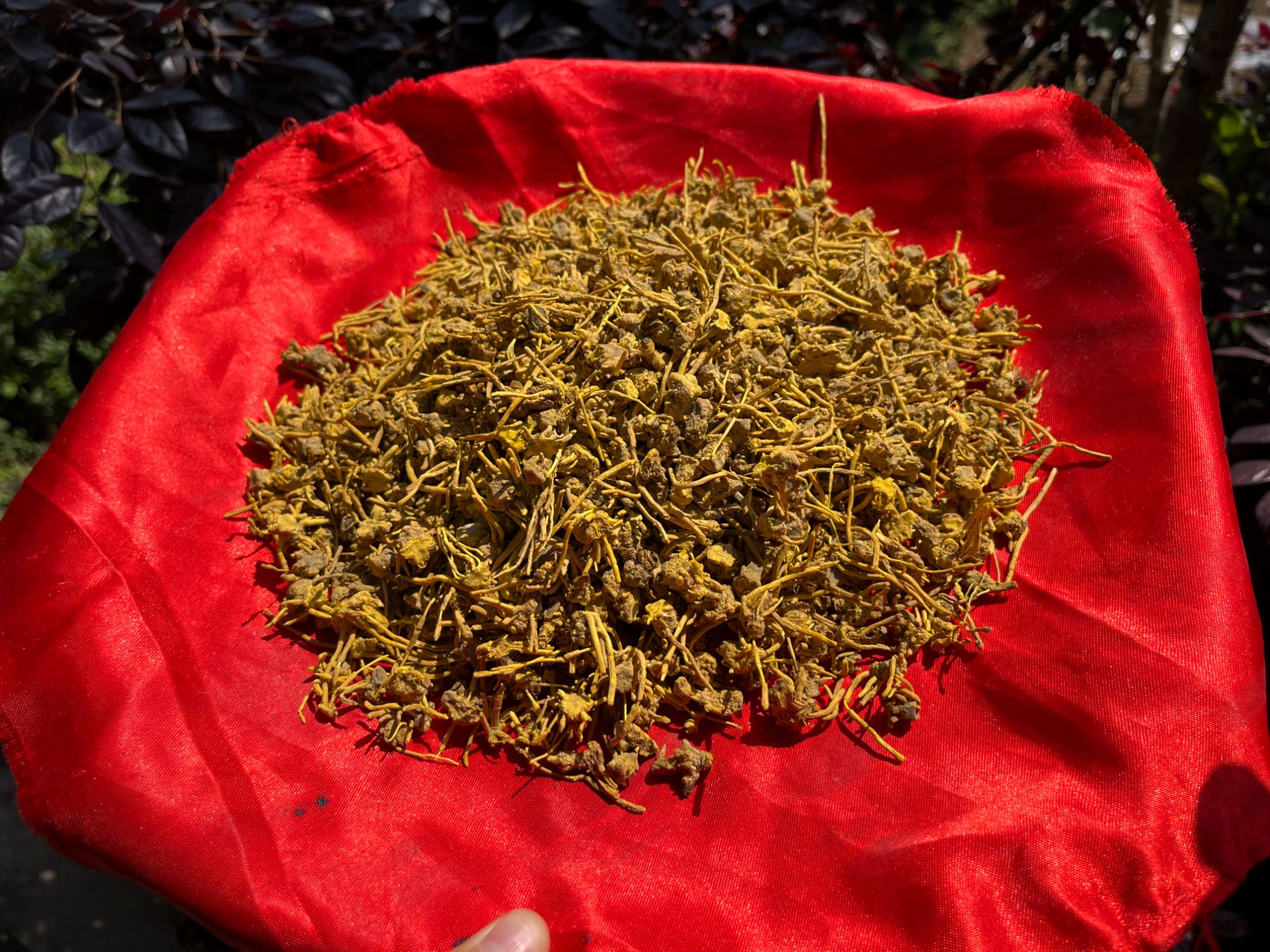 1【龙-须-石-斛】净含量：250g-1000g【阿徐现收】