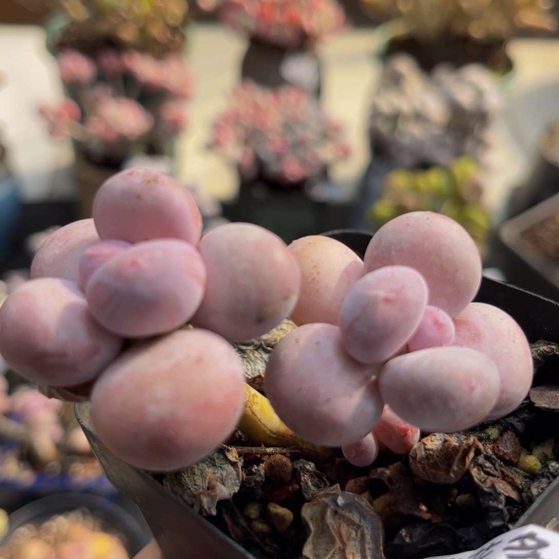 840/5cm蛋黄奶多肉