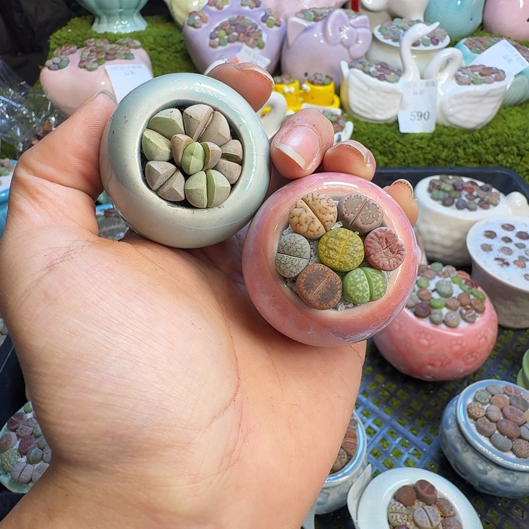 多肉植物的生长发育757