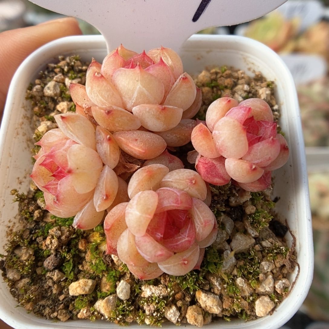 玉珠群生可拍377号。  