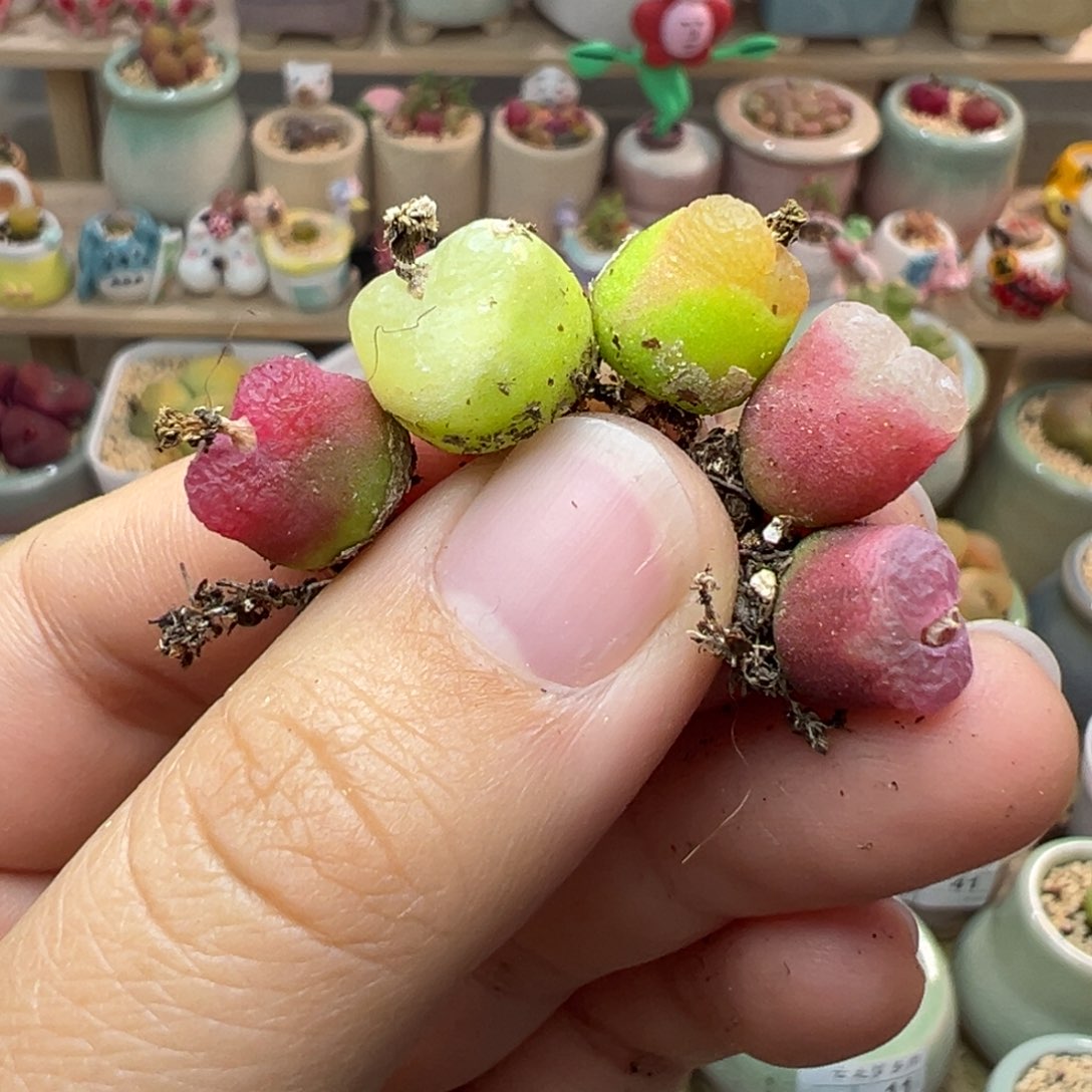 多肉植物53号五个毛毛