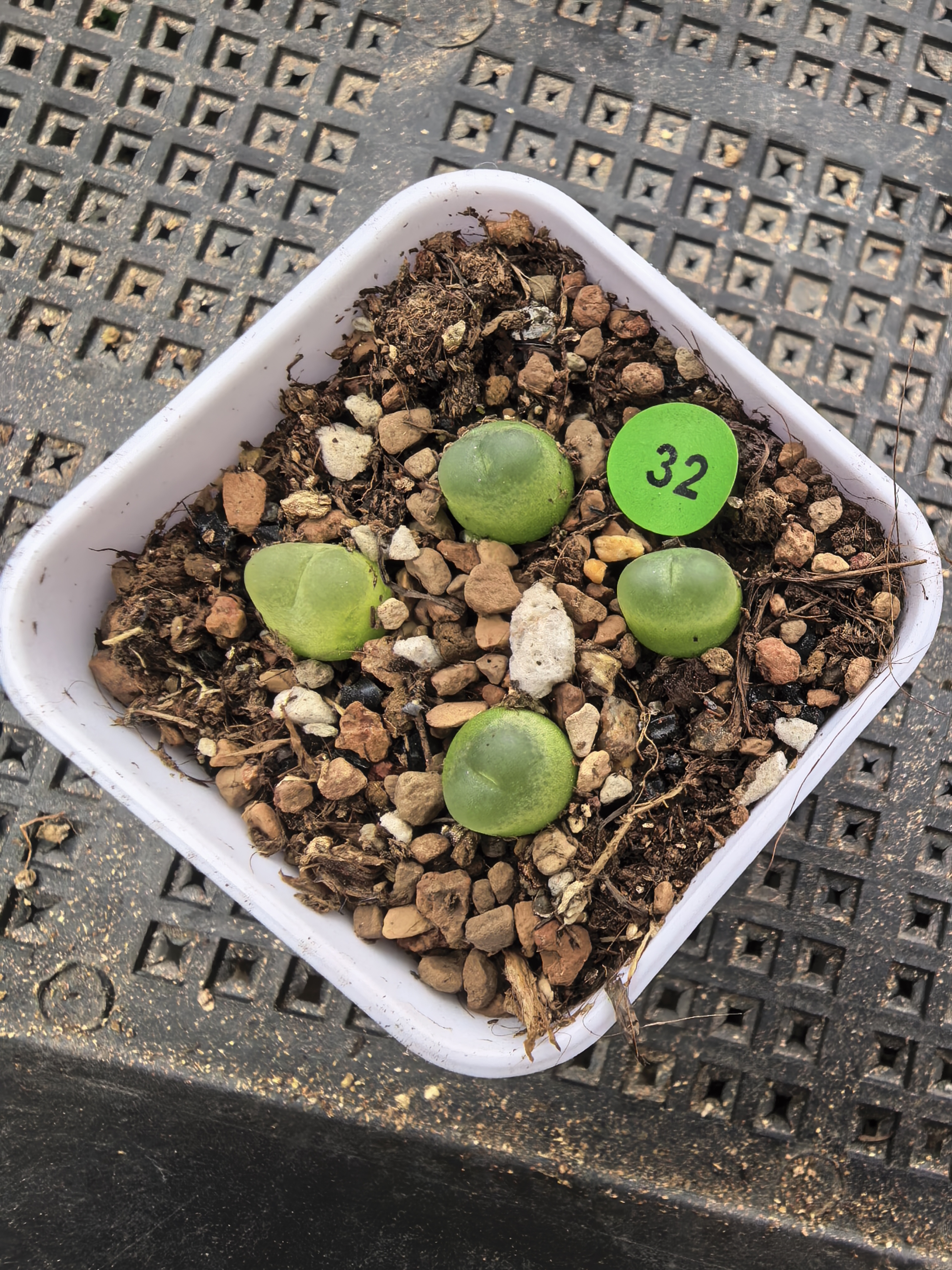 拉登4颗0.9CM脱土多肉植物32