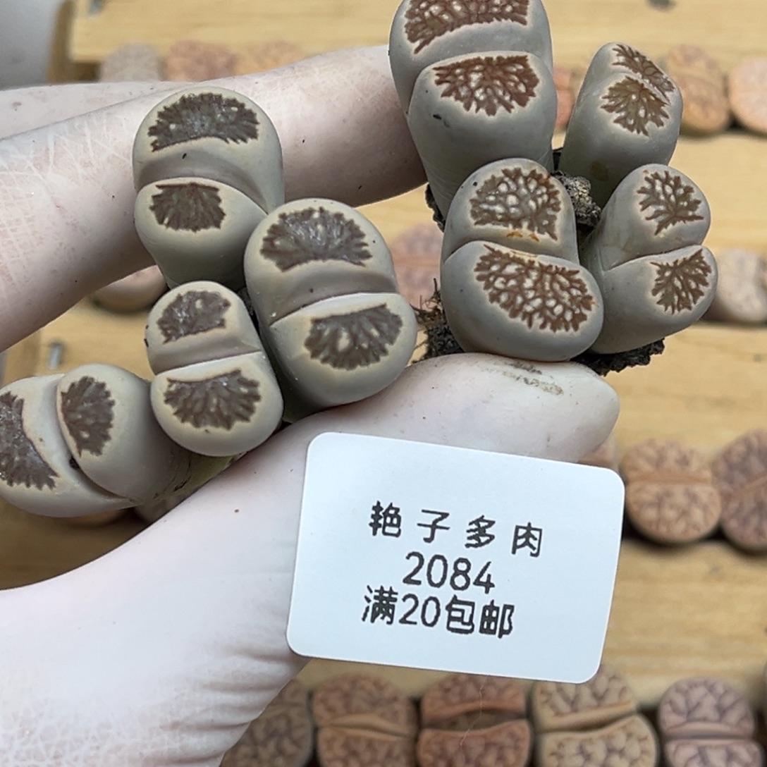 2084号两颗四头菊