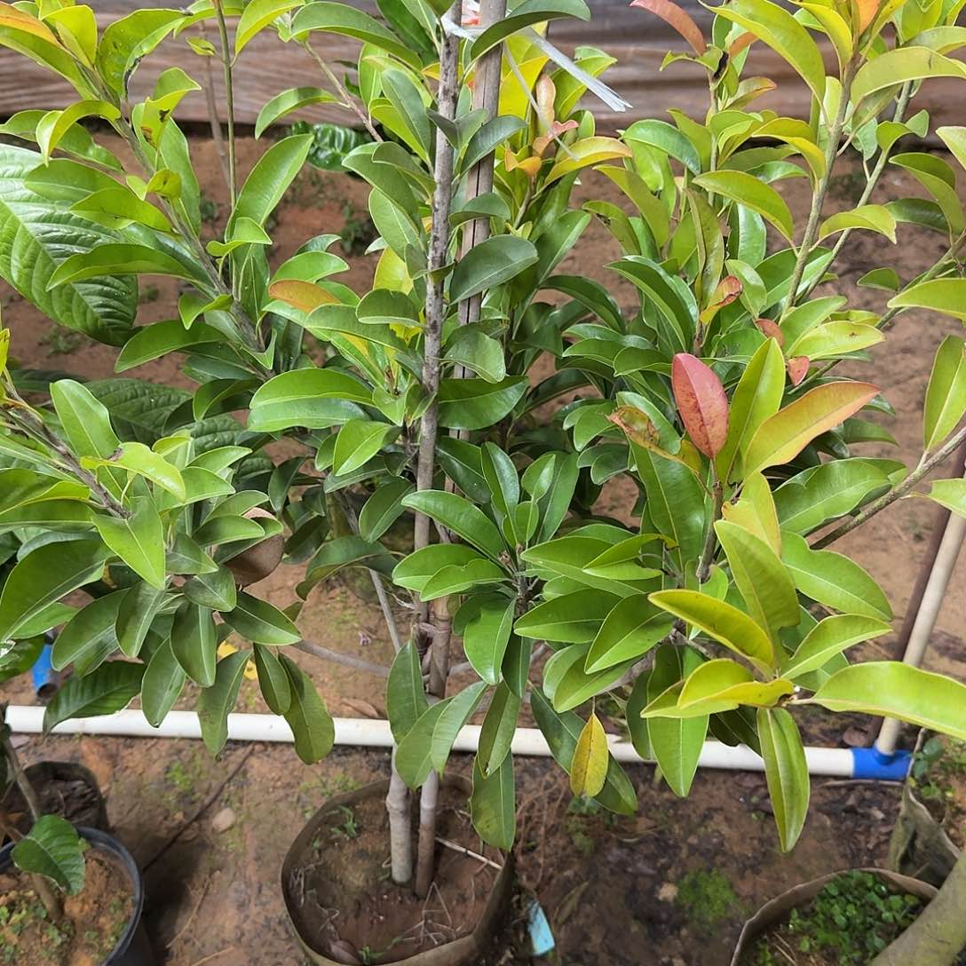 J***李当前无花栽培后可以开花越南