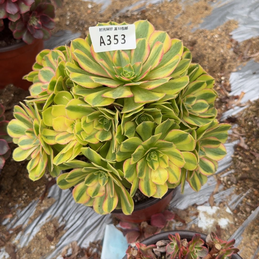 353雨荷 多肉植物