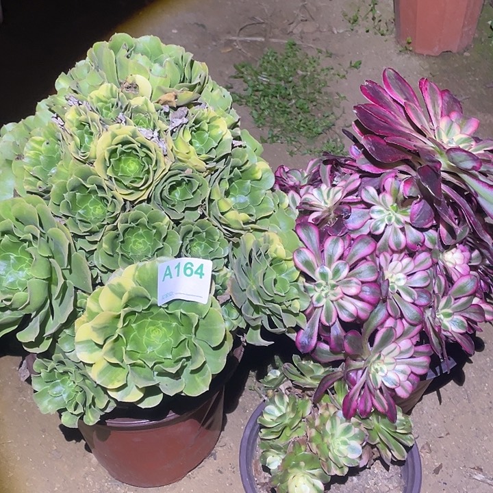 多肉植物断枝不包164法师3颗