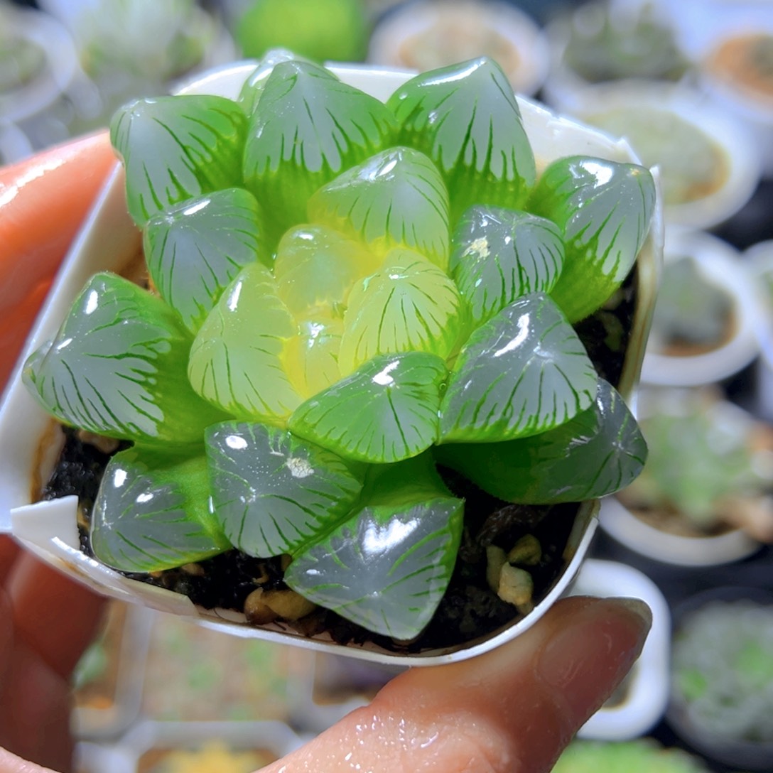 糖心玉露多肉多肉一颗