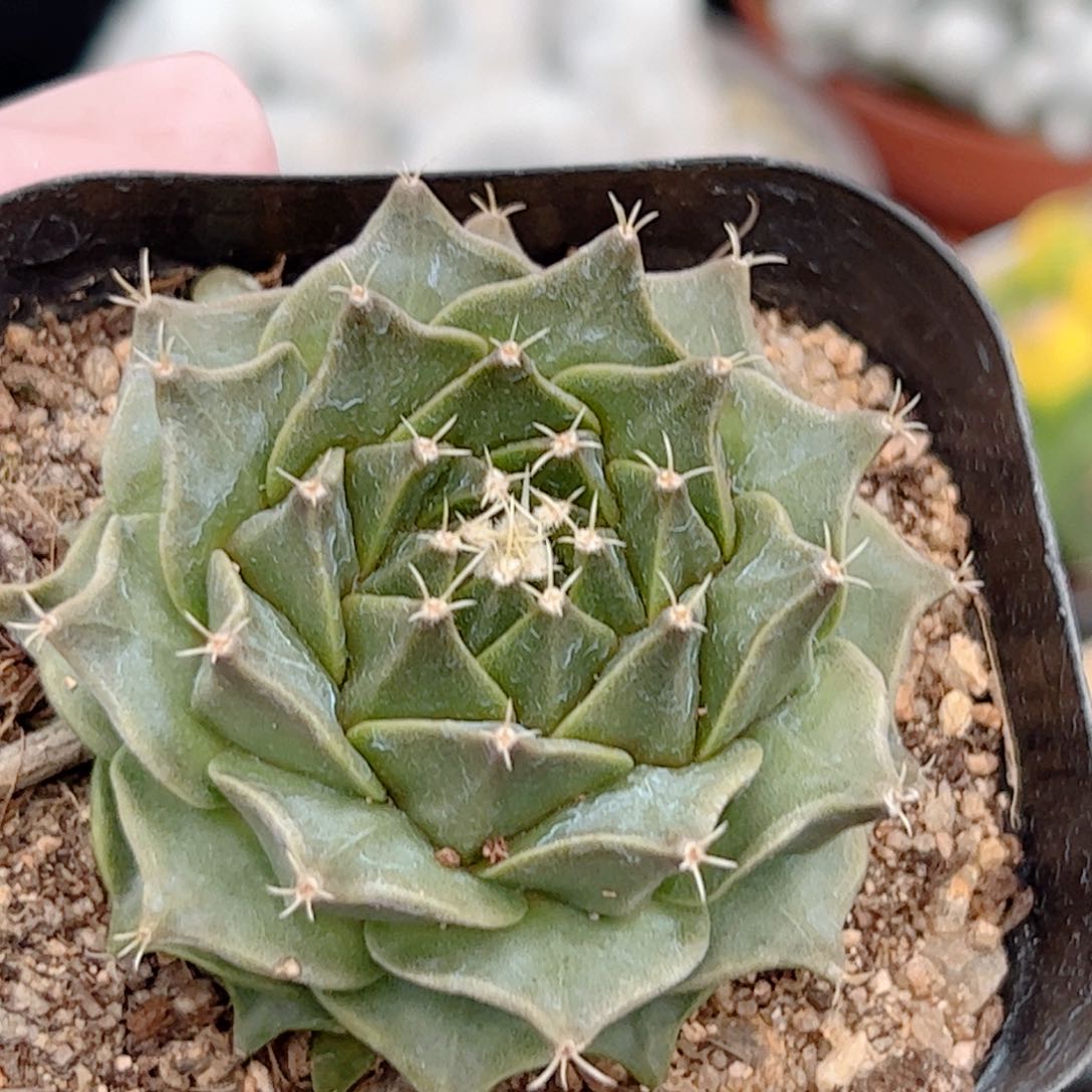 实生 帝冠仙人球