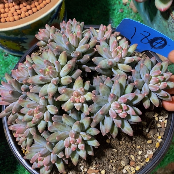 这个点睡起来都会想起