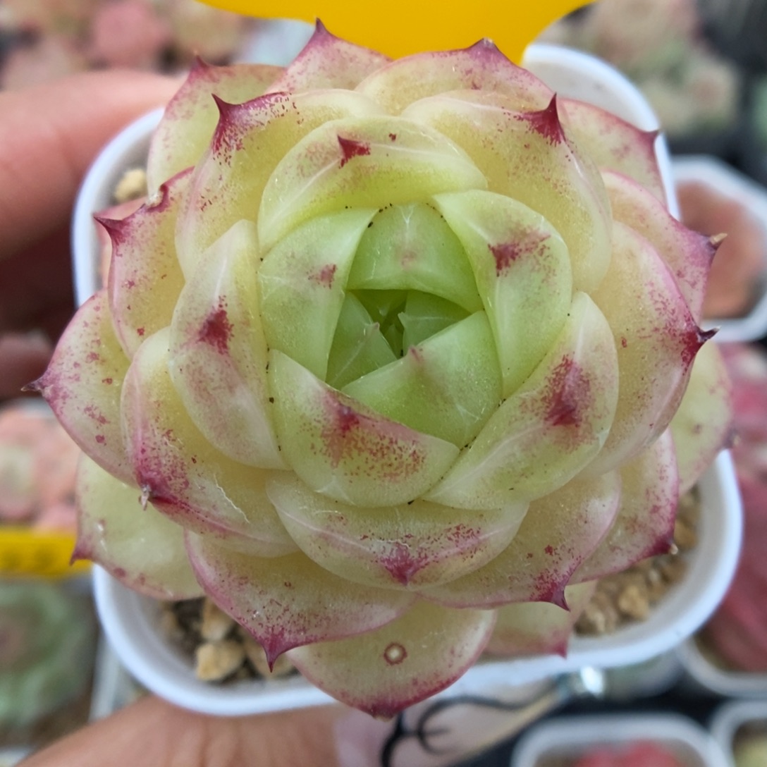 蜜蜡麦秆可拍646号