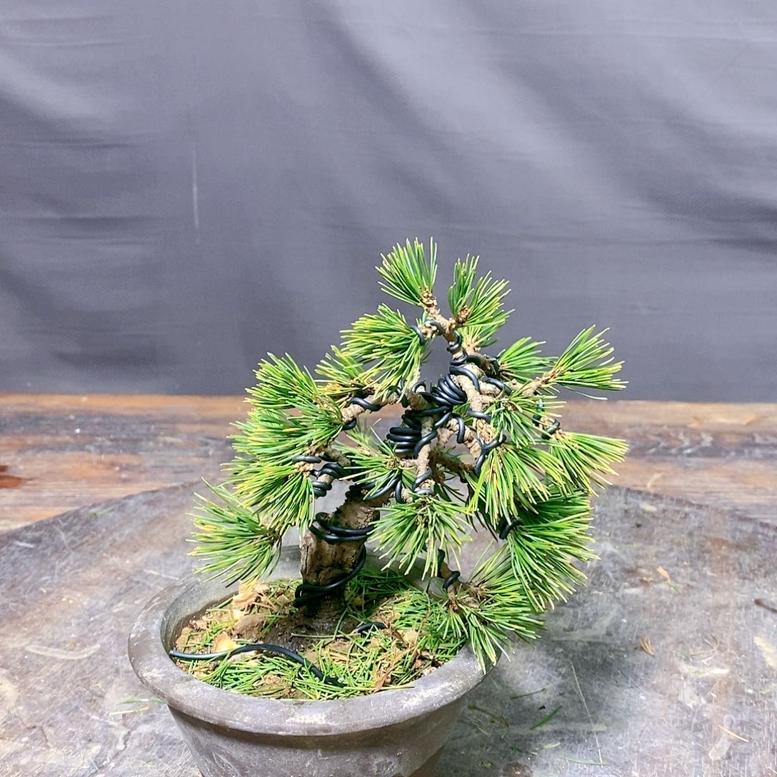 【闪购商品】无花朵