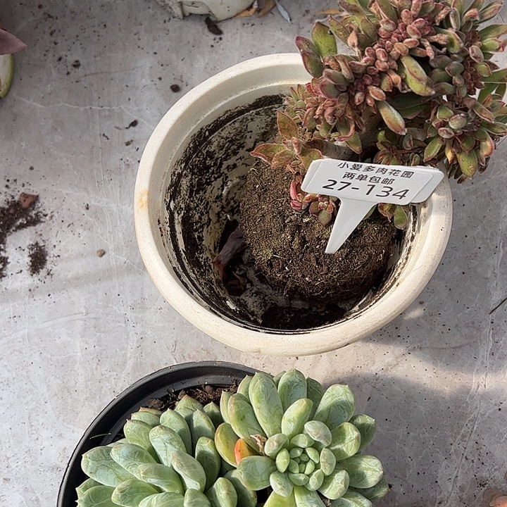 加***2多肉植物组合盆栽27-134