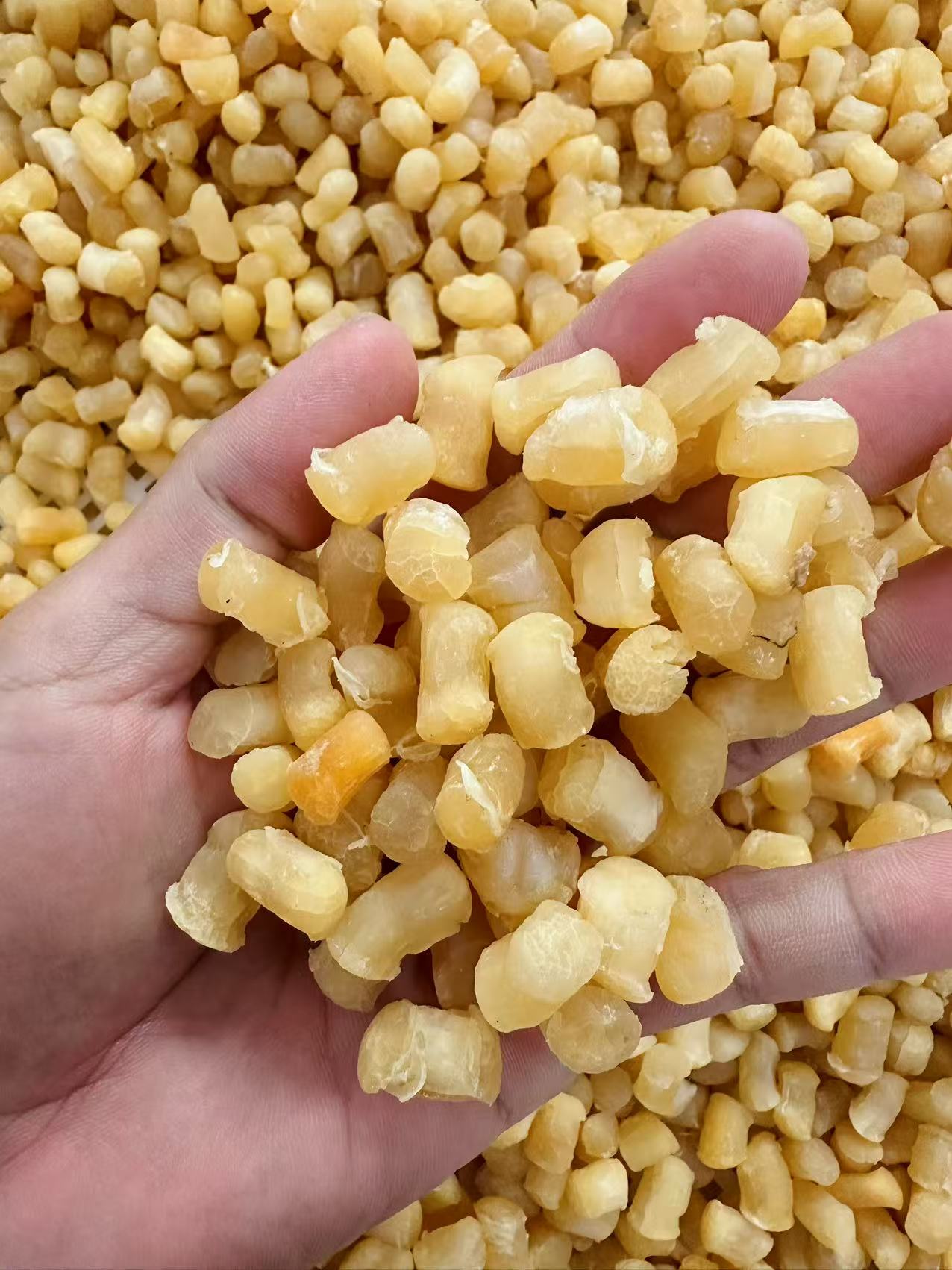 新货 鲜瑶柱干贝  人工晾晒 深海大扇贝 煲汤煮粥蒸水蛋新鲜营养
