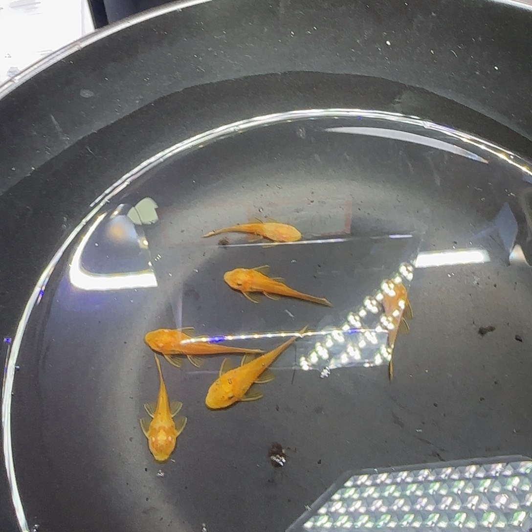孔雀鱼黄金胡子六条