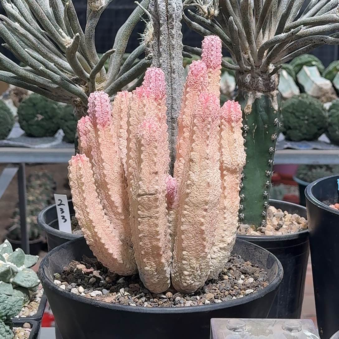 亚迪麒麟锦仙人球