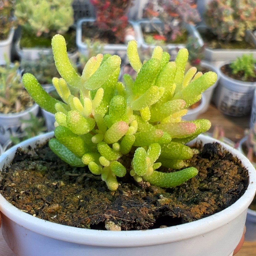 不***猫1-469专拍糖球3号锦五圆盆