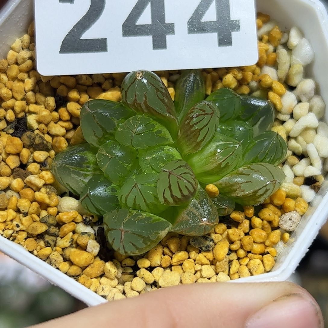 水晶灯锦十二卷多肉植物满