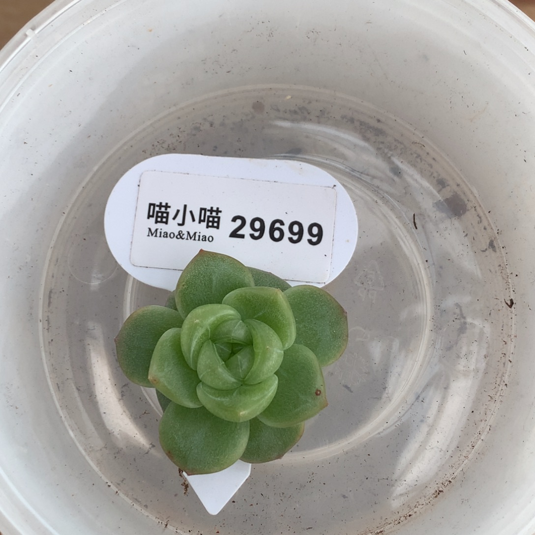 马***？多肉植物杂交珍妮