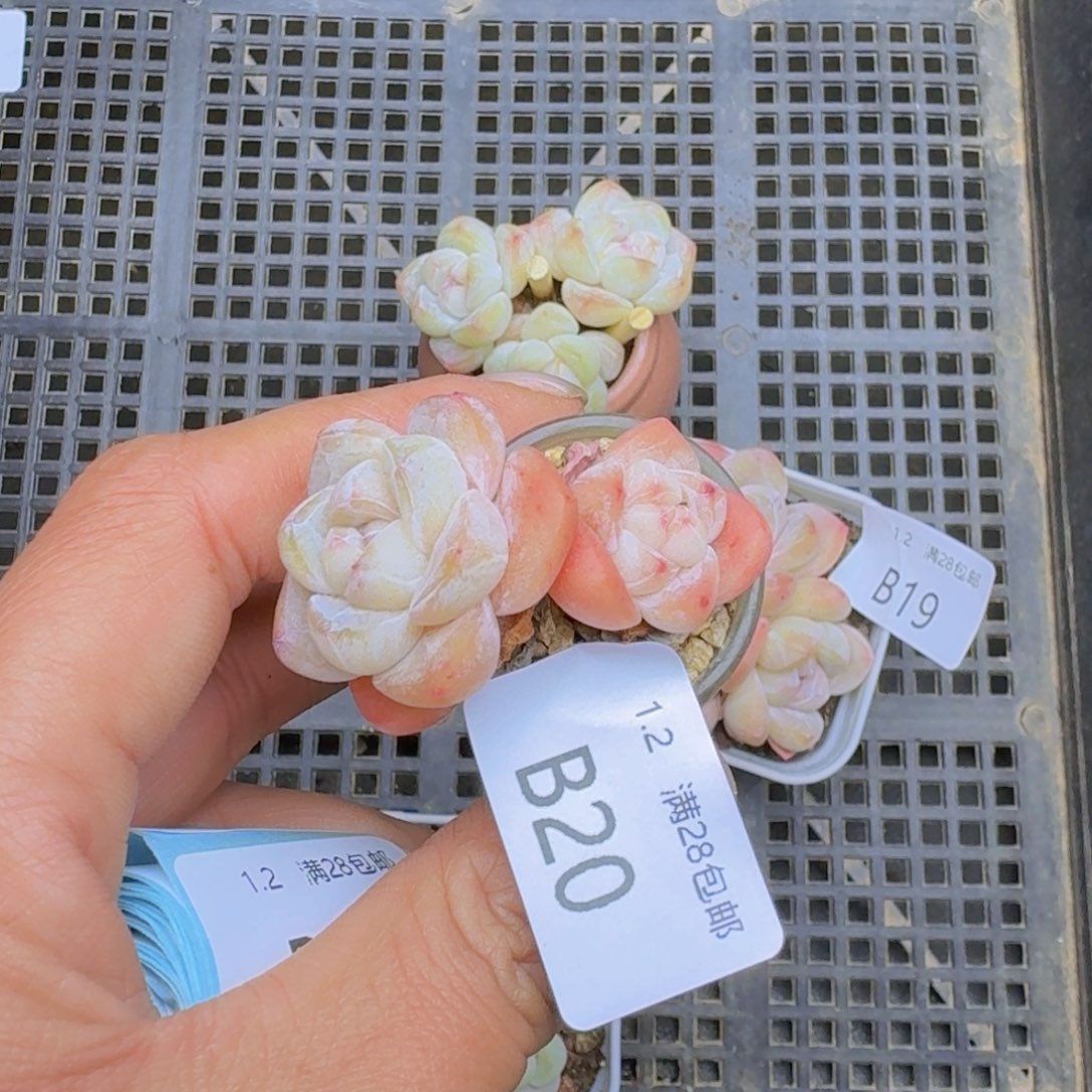 粉冰玉一颗带瓶发