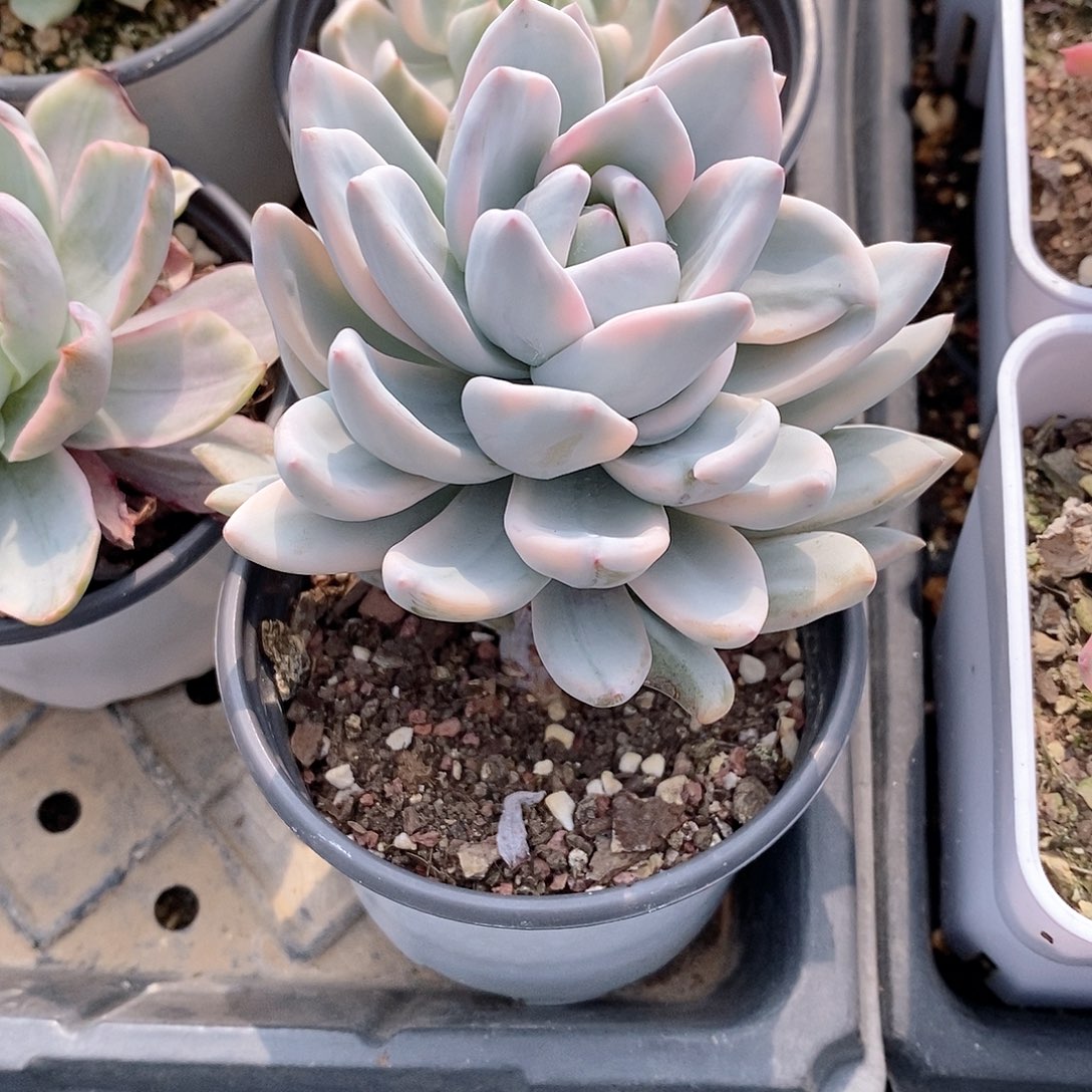 霜之朝锦多肉植物老桩